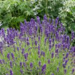 lavanda