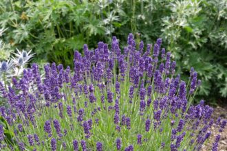 lavanda