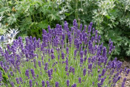 lavanda