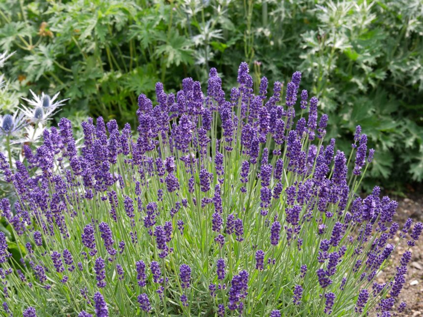 lavanda