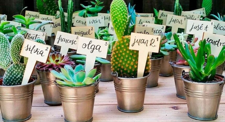 mini plantas