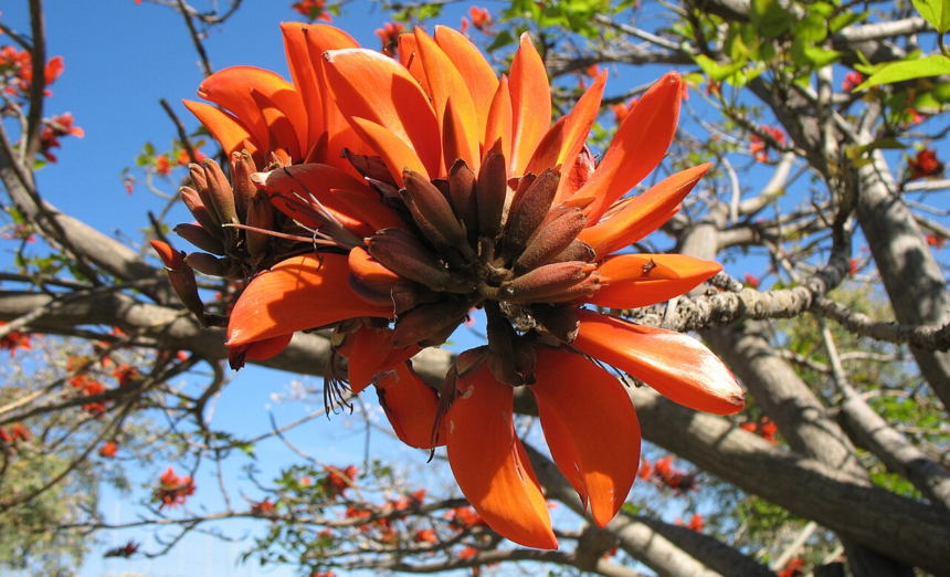 plantas racismo